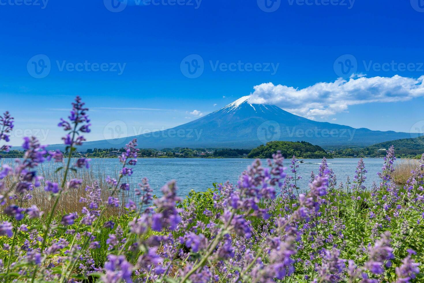 Fuji Montagne et lavande champ à kawaguchiko lac, Japon photo