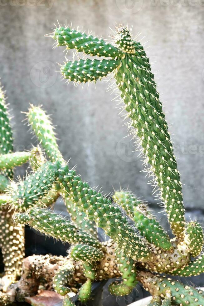 être prudent lorsque près cactus le les épines de rond cactus surface est très pointu. photo