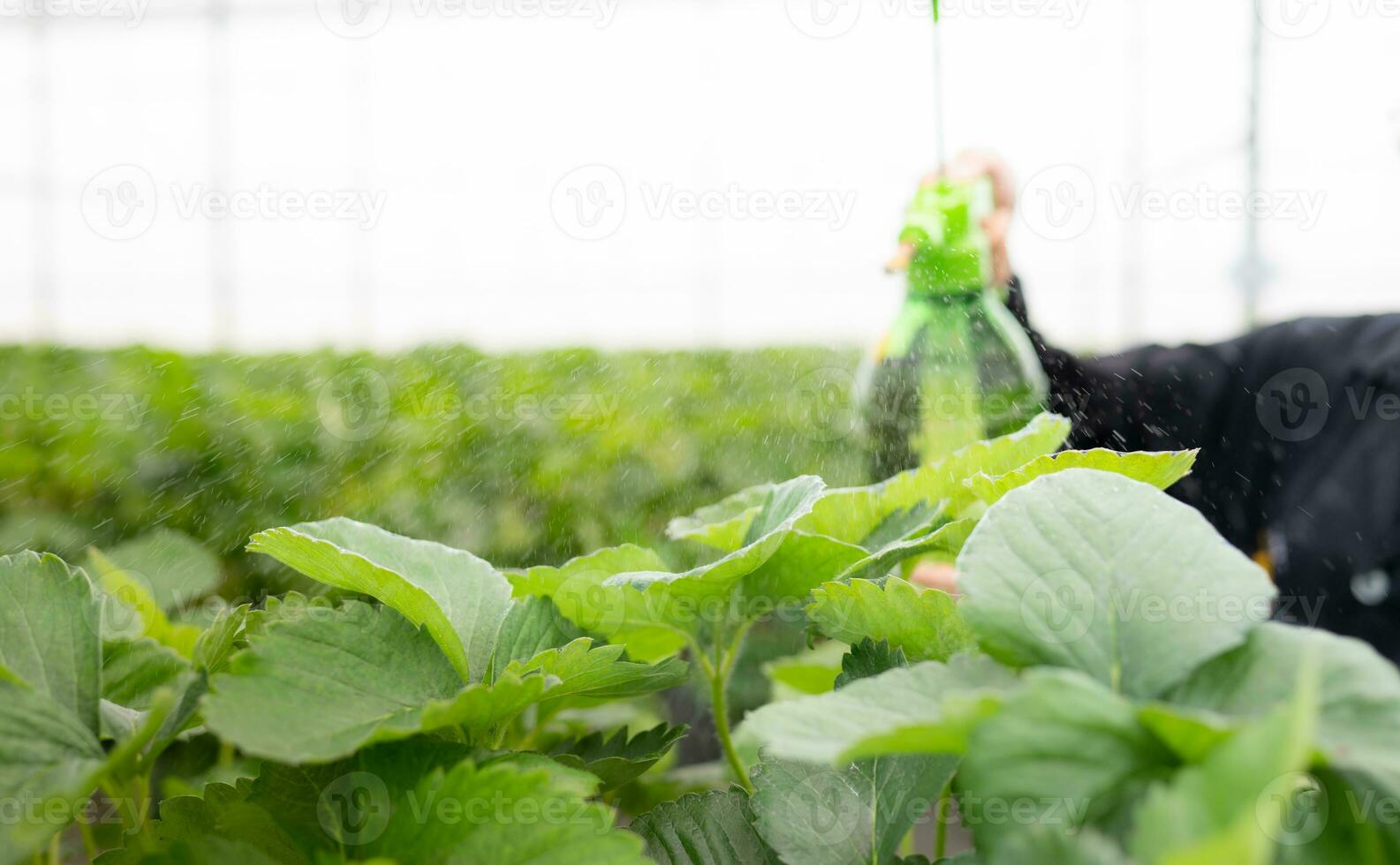 scientifiques sont injecter nutritif l'eau sur fraise feuilles. dans le fermé fraise jardin photo