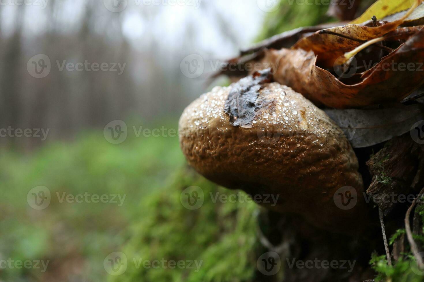 inonotus oblique ou chaga fermer photo