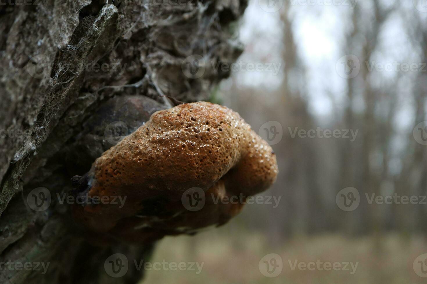 inonotus oblique ou chaga fermer photo