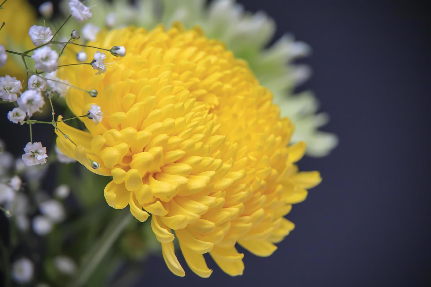 Libre de chrysanthème jaune dans un vase avec des fleurs de chrysanthème  2577443 Banque de photos