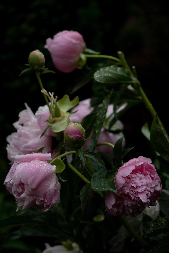 pivoines roses sous la pluie photo