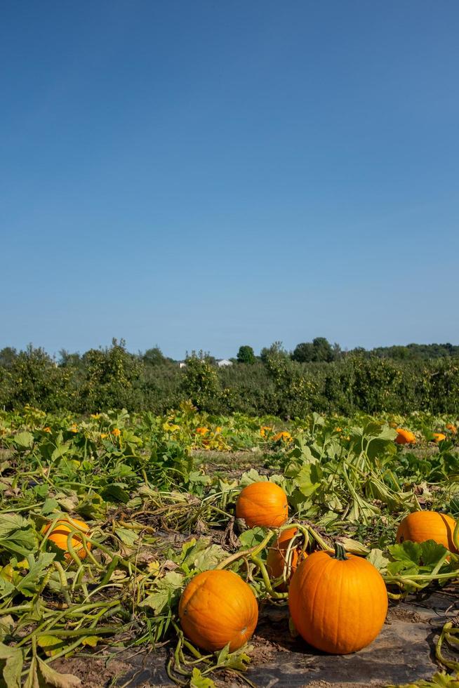 citrouilles en potiron photo