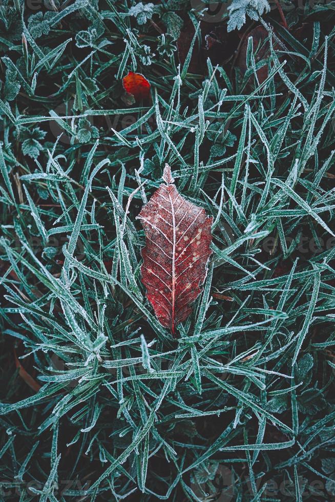 feuille brune congelée en hiver photo