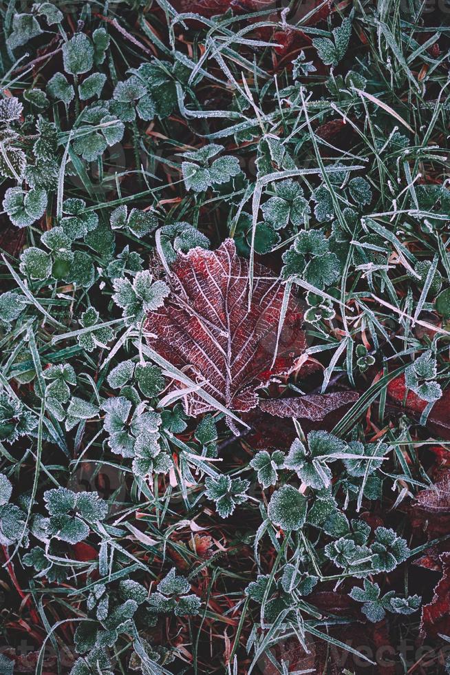 feuille brune congelée en hiver photo