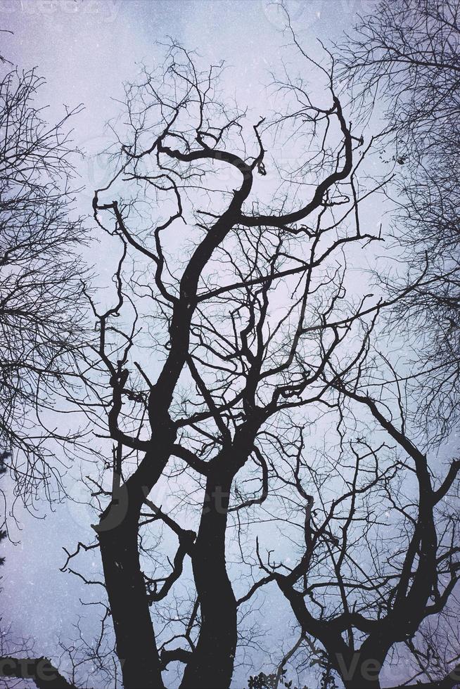 arbres dans la forêt en jours brumeux photo