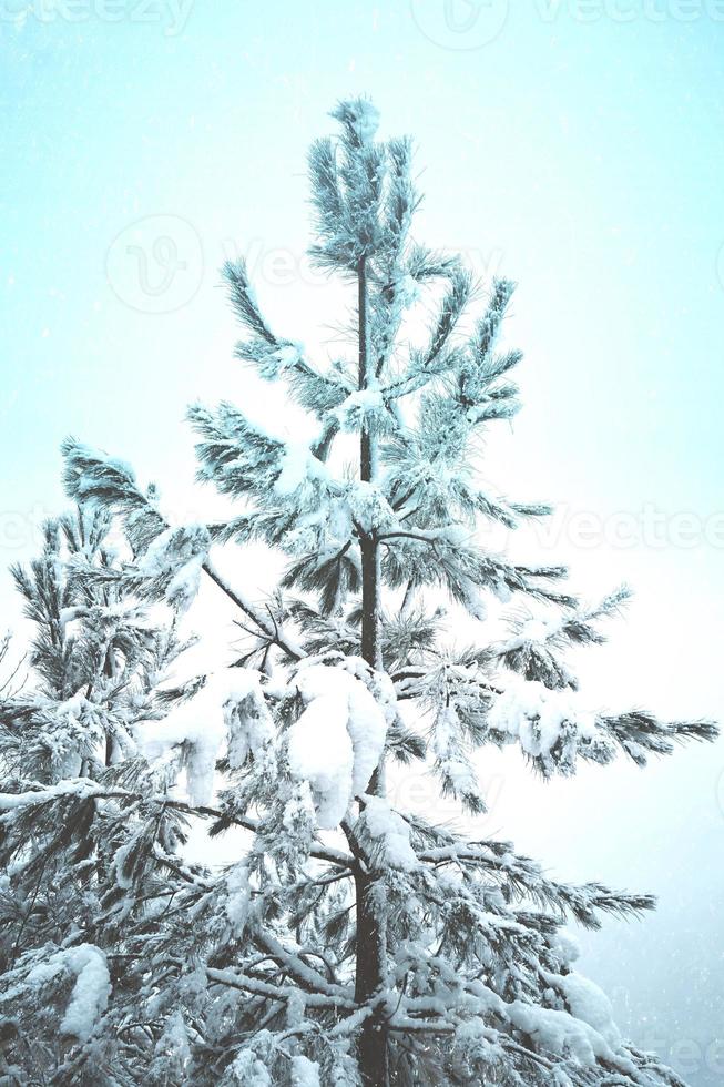 neige sur les pins dans la forêt photo