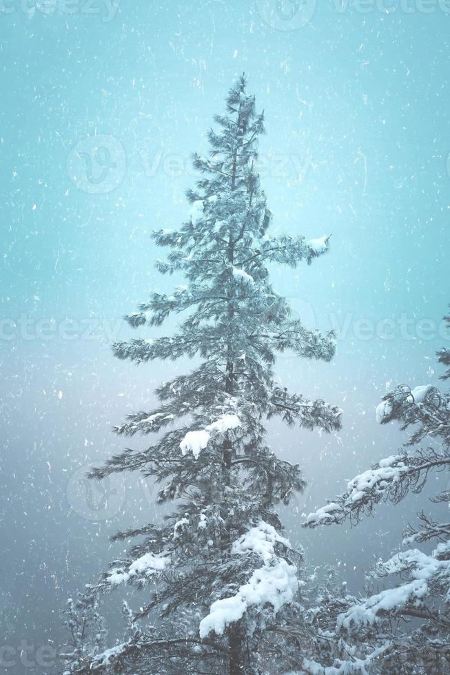 neige sur les pins dans la forêt photo