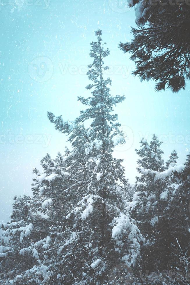 neige sur les pins dans la forêt photo