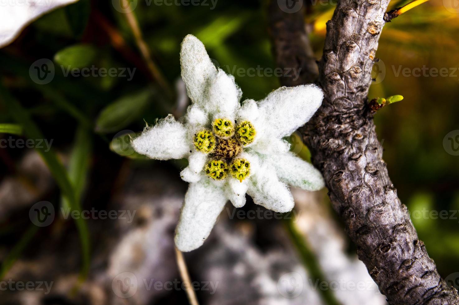 edelweiss dans les montagnes d'asiago photo