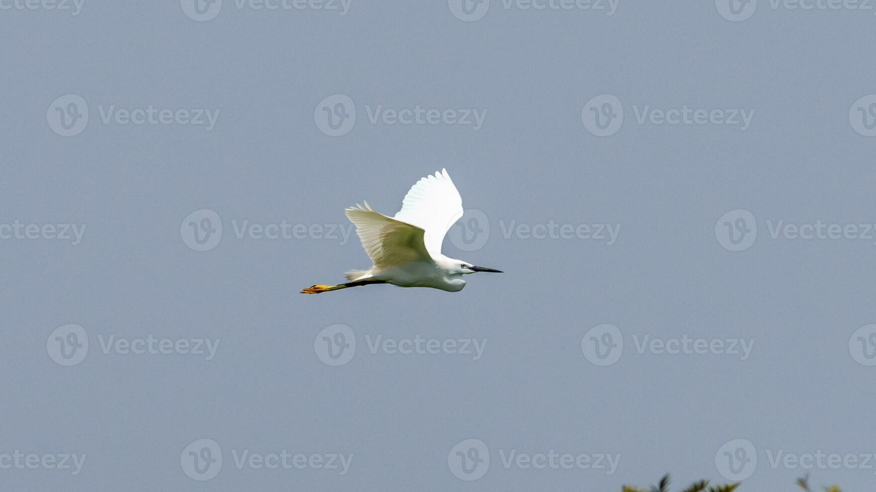 aigrette en volant dans à le bleu ciel photo