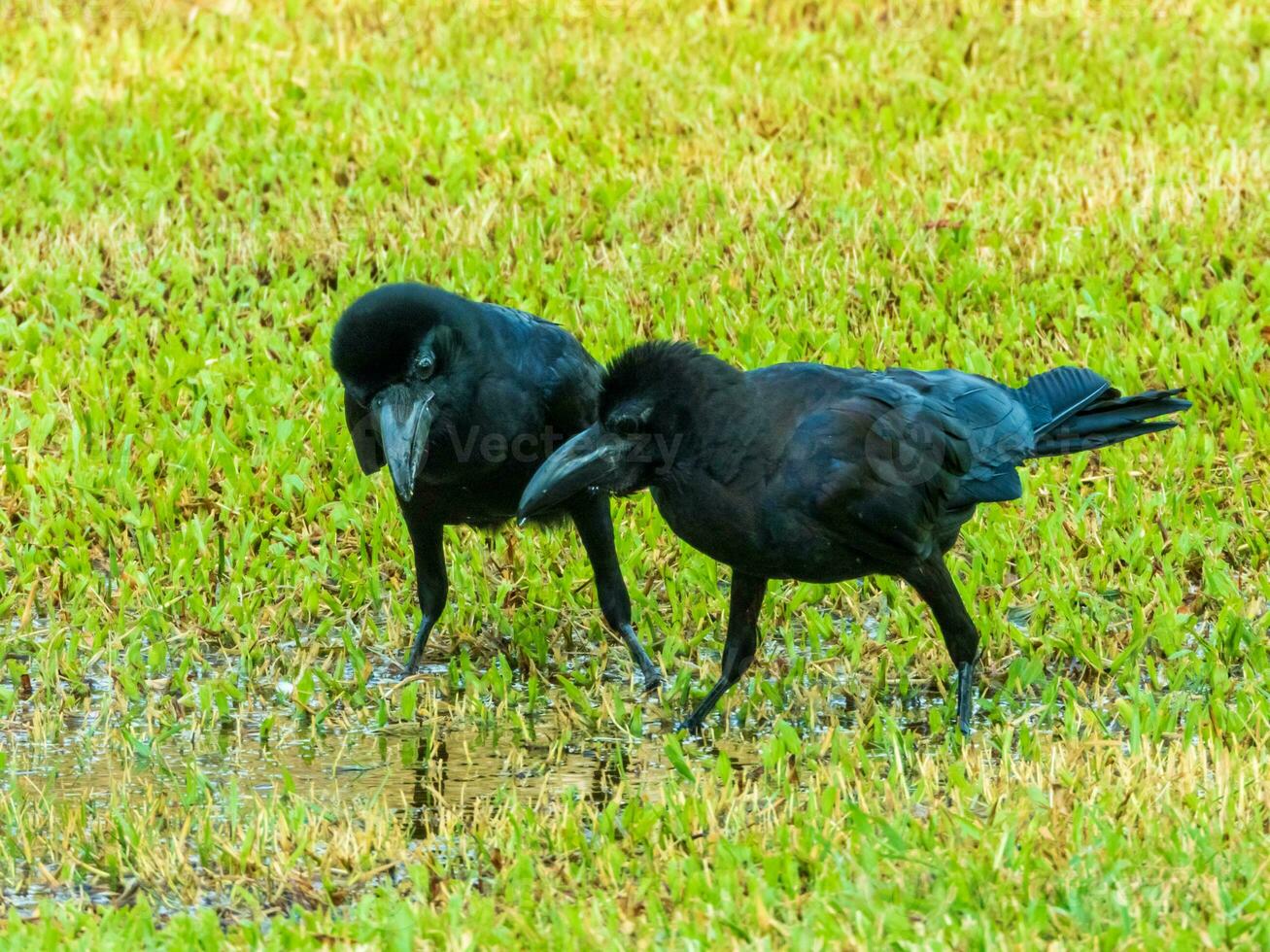 corbeau supporter sur le champ photo