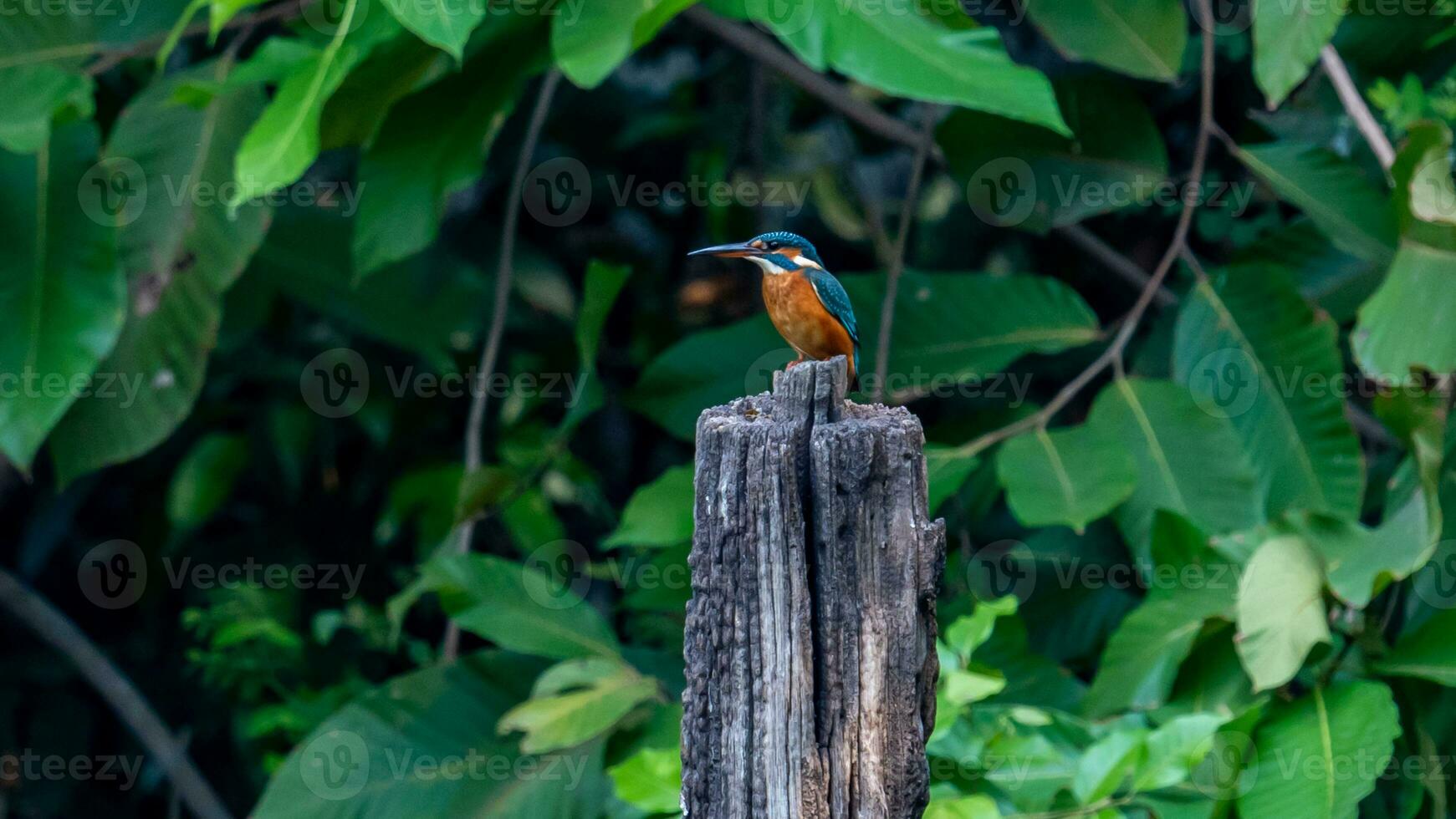 commun martin-pêcheur perché sur une souche photo