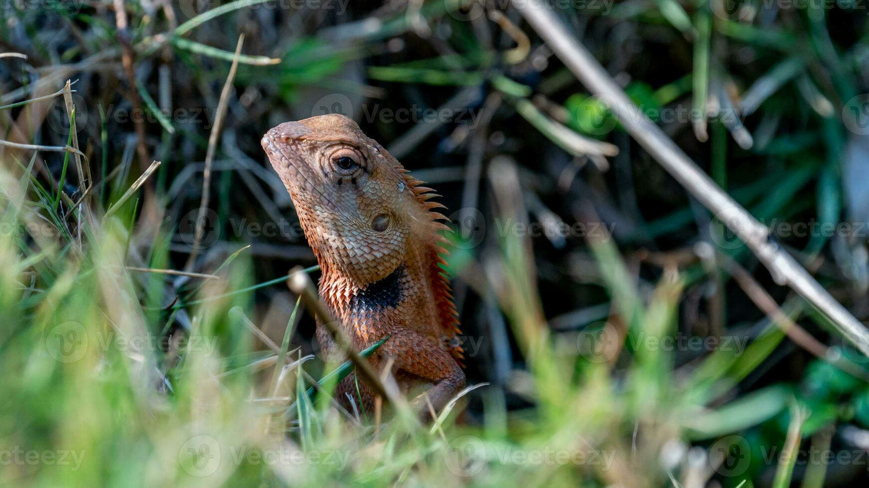 caméléon sur le herbe dans le jardin photo