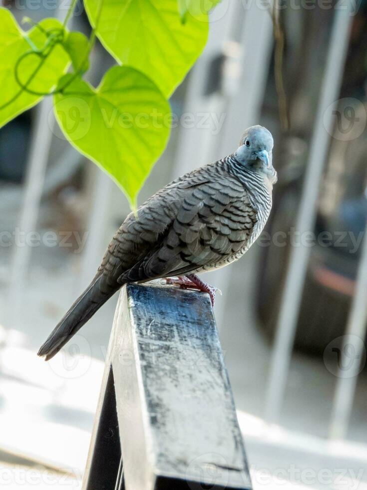 colombe zébrée, colombe terrestre barrée, colombe paisible debout sur la clôture photo