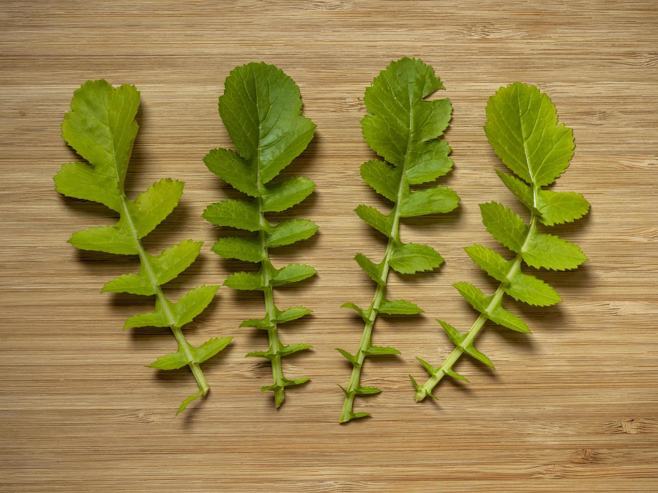 Feuilles de radis saisai feuille sur une planche de bois photo