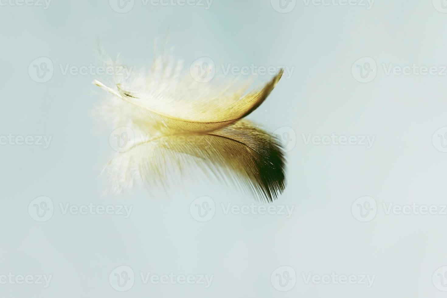 une image macro étonnante d'une plume sur un miroir avec un beau reflet qui la rend calme et paisible photo