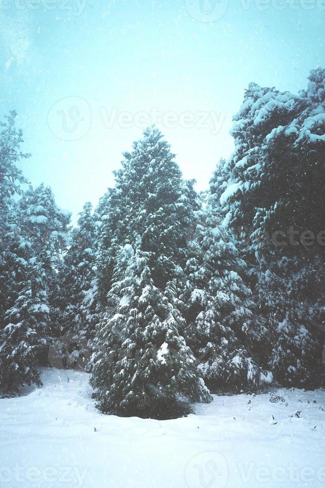 glace sur les pins de la montagne en hiver photo