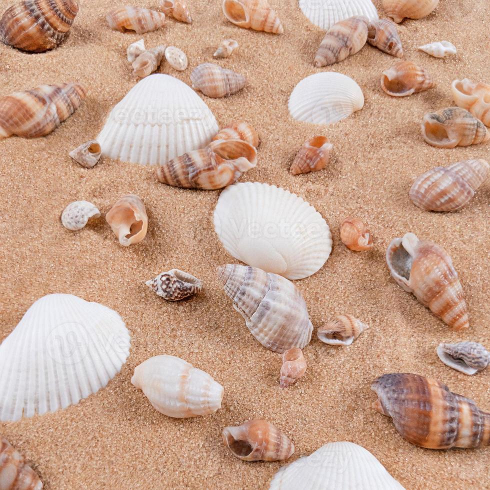 mélange de coquillages sur fond de sable. photo