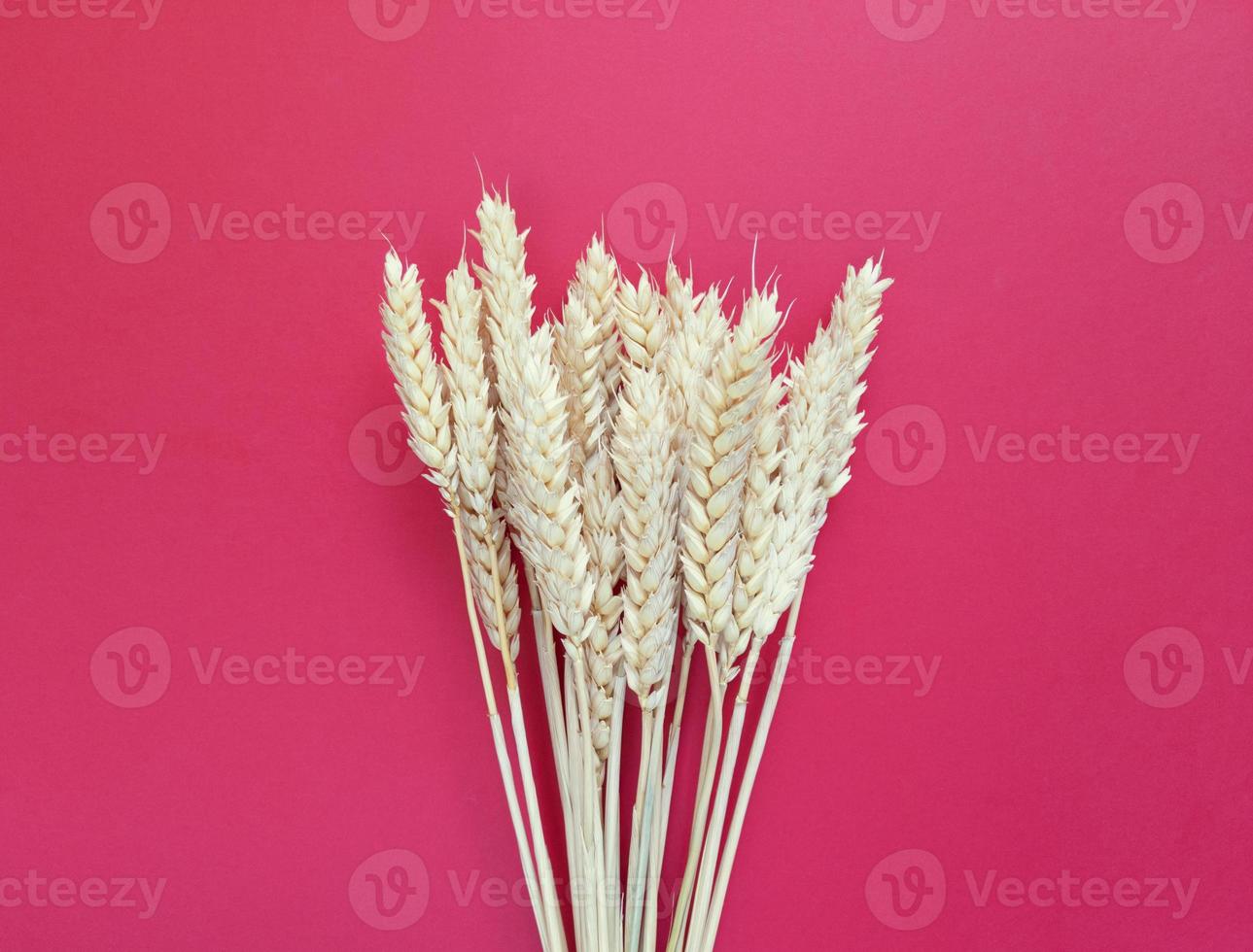épillets de blé sur fond rouge. simple mise à plat avec espace de copie. stock photo. photo