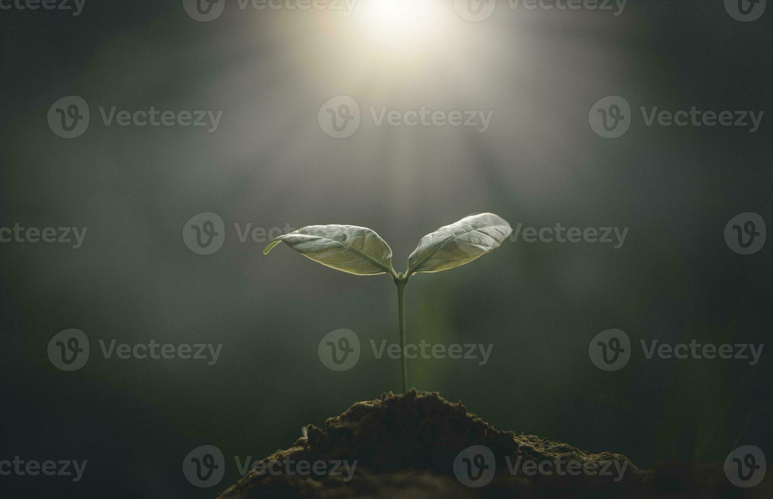 plante en croissance, jeune plante dans la lumière du matin sur fond de sol, nouveau concept de vie. petite plante sur le sol au printemps. photo