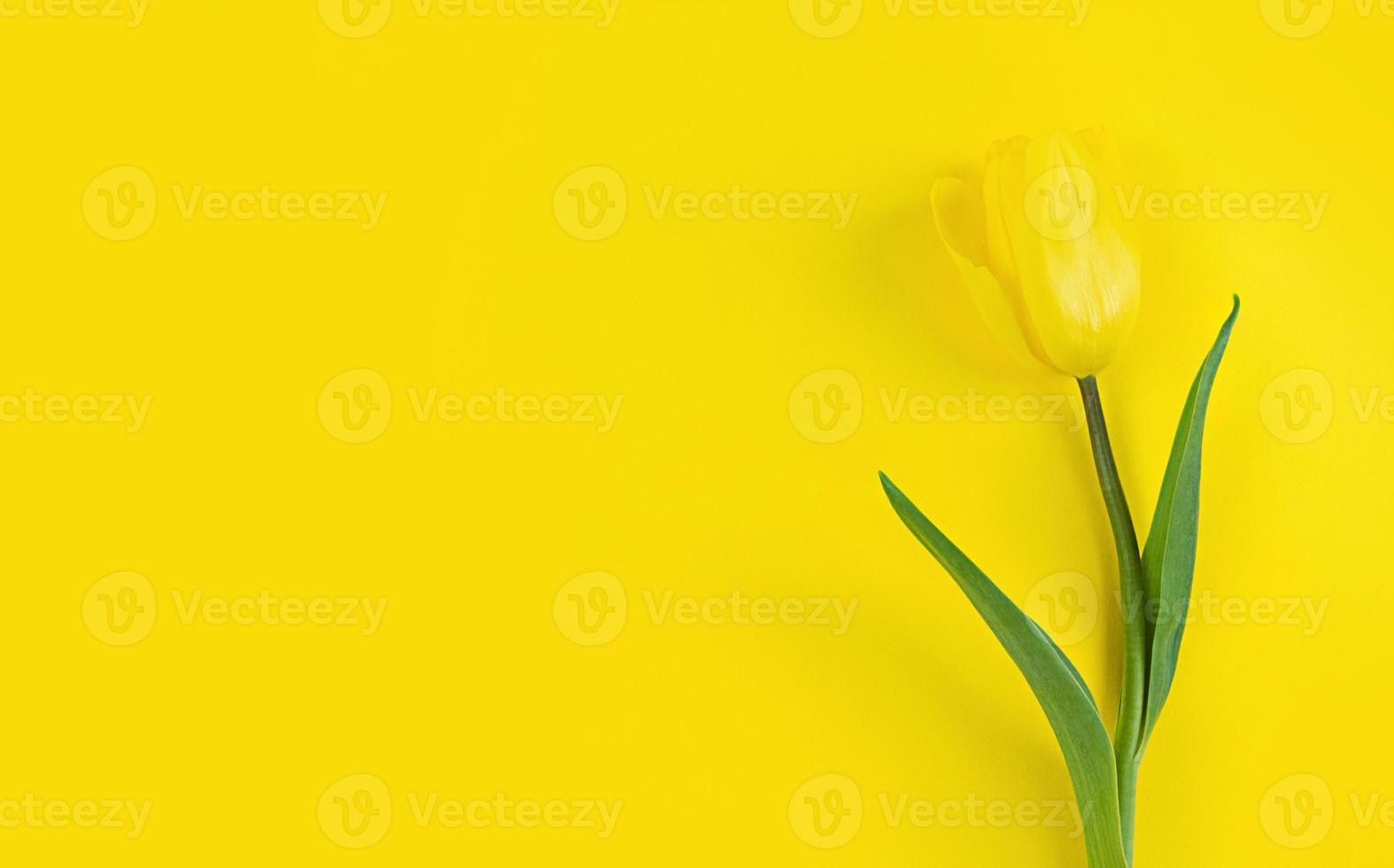 tulipe sur fond jaune. mise à plat minimaliste avec espace de copie. photo