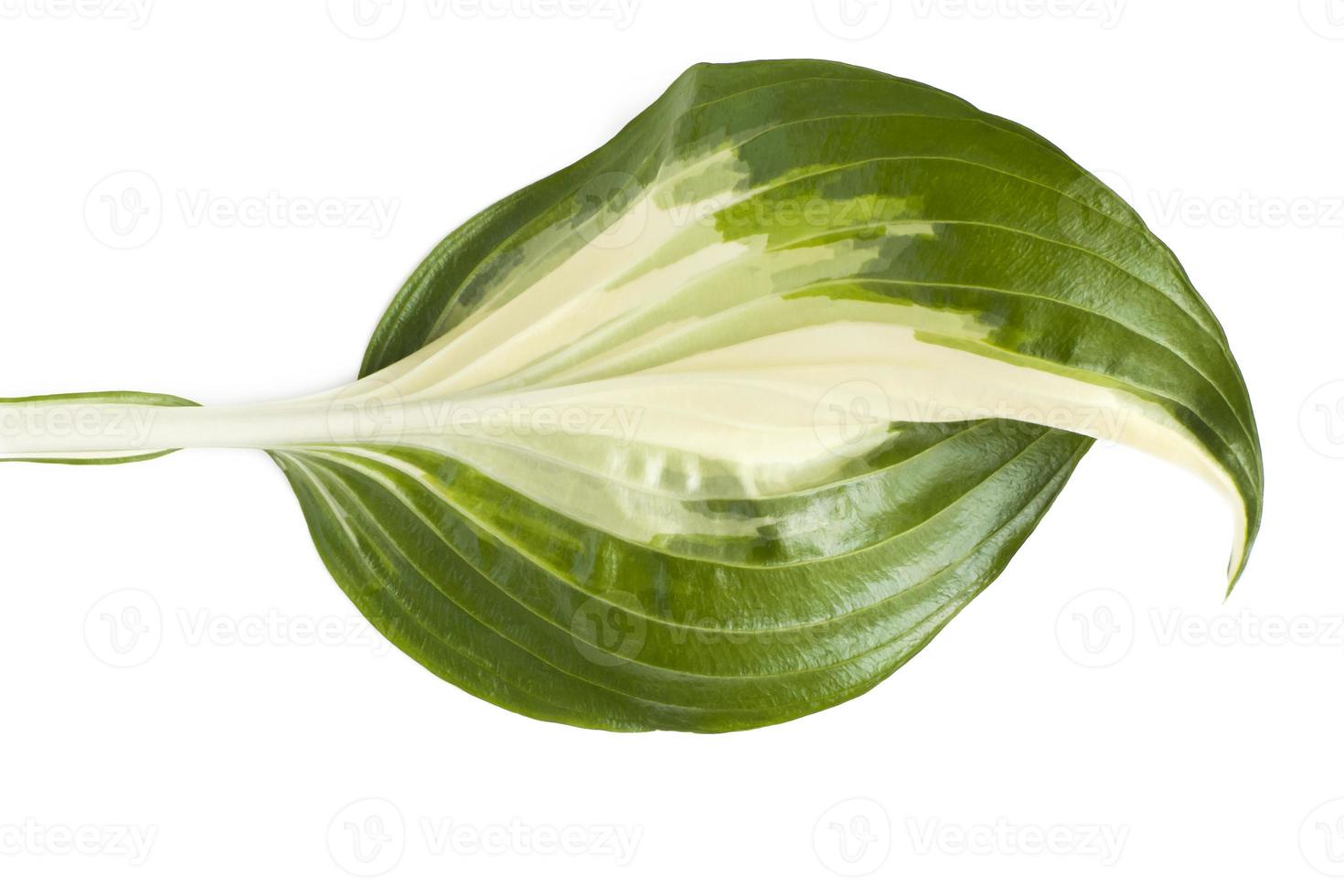 feuille tropicale fraîche isolée sur fond blanc. hôtes de feuilles pour la conception photo