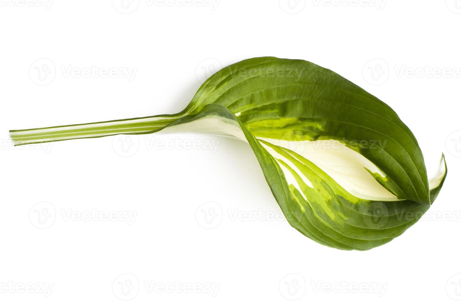 feuille tropicale fraîche isolée sur fond blanc. hôtes de feuilles pour la conception photo