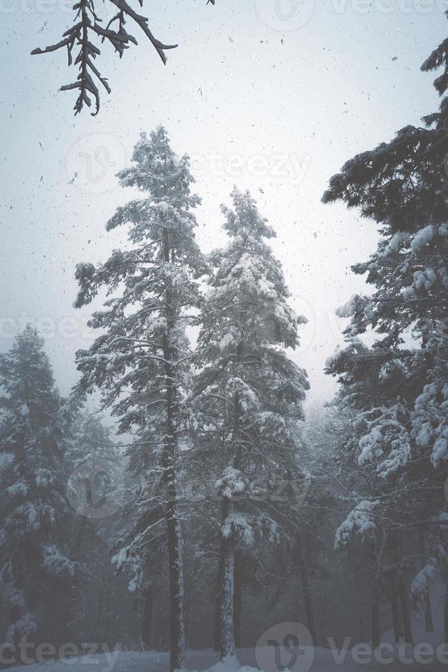 neige sur les pins dans la forêt photo