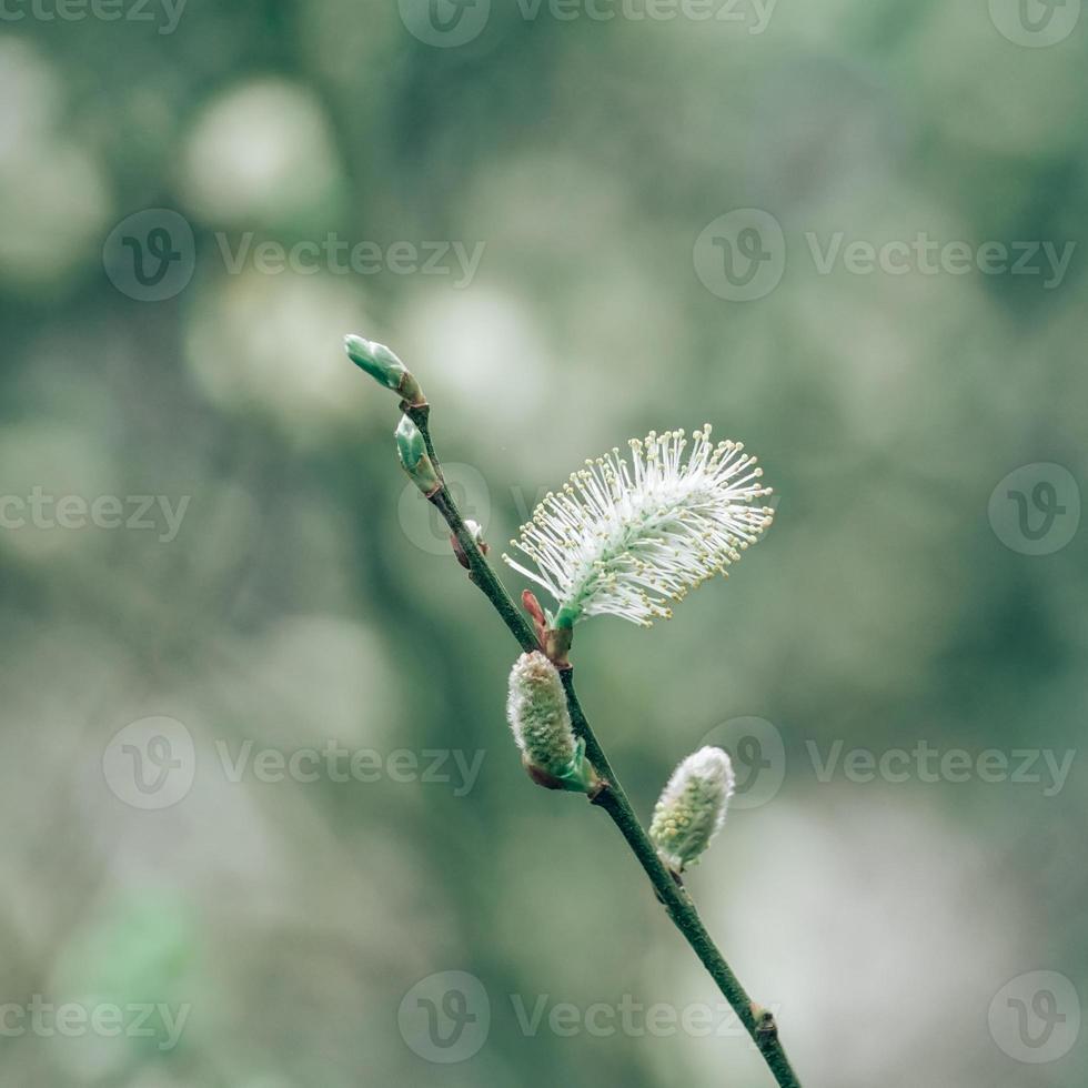 pousse d'arbre au printemps photo