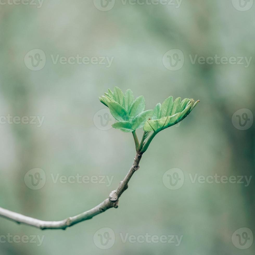 pousse d'arbre au printemps photo