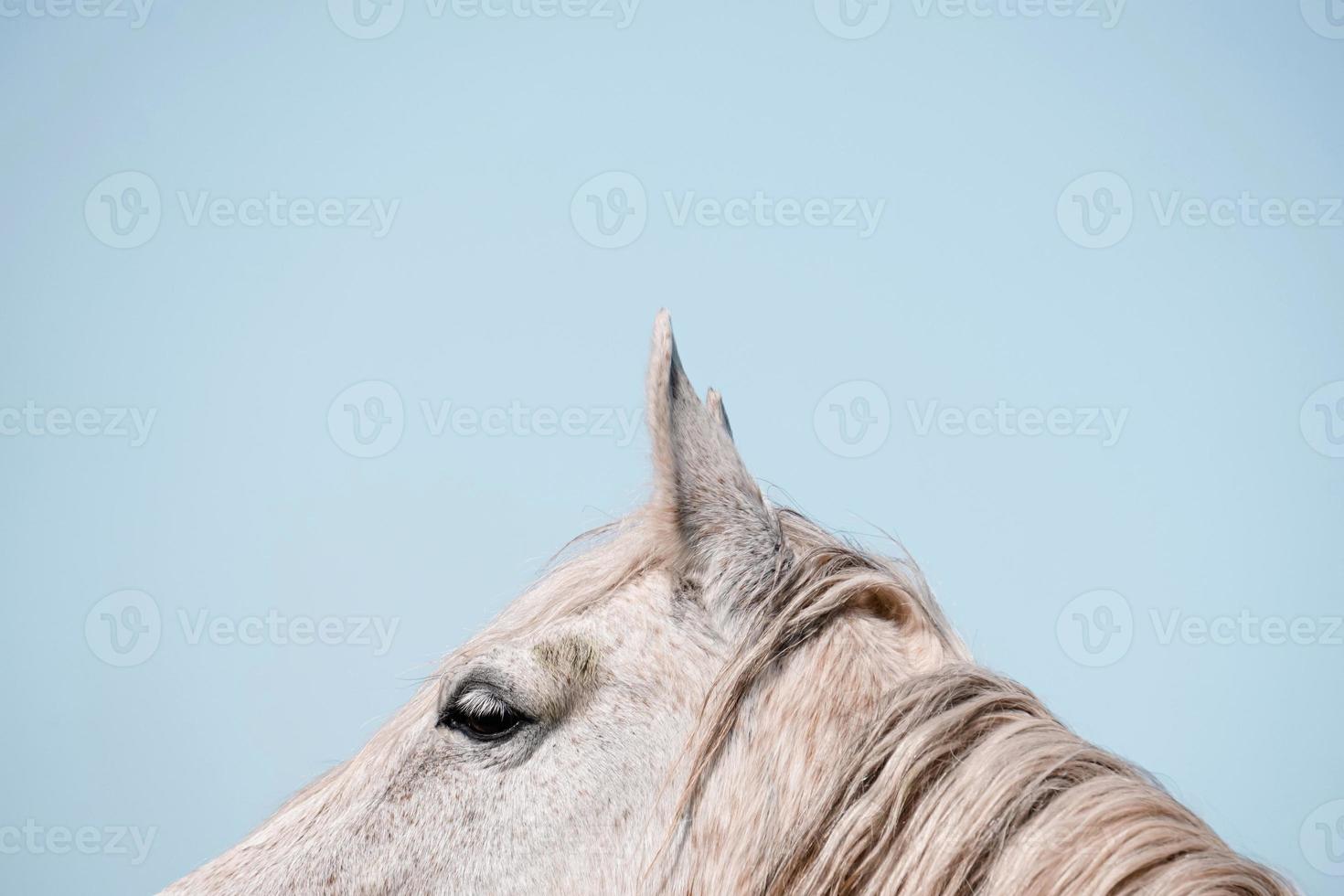 beau portrait de cheval blanc photo