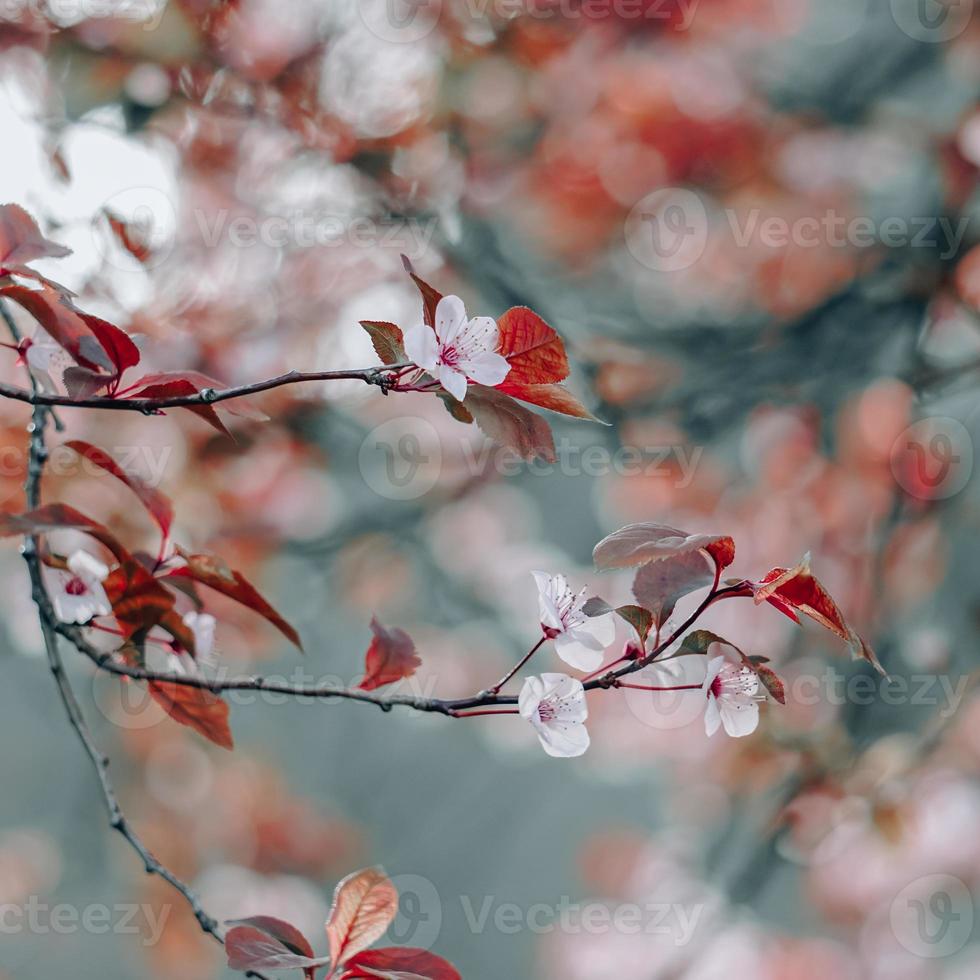 belles fleurs de sakura de fleurs de cerisier photo