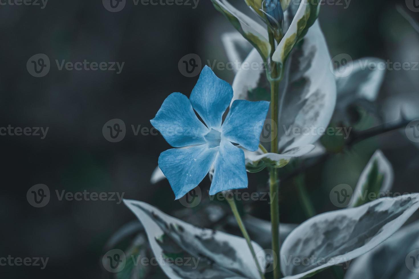 belle fleur bleue au printemps photo