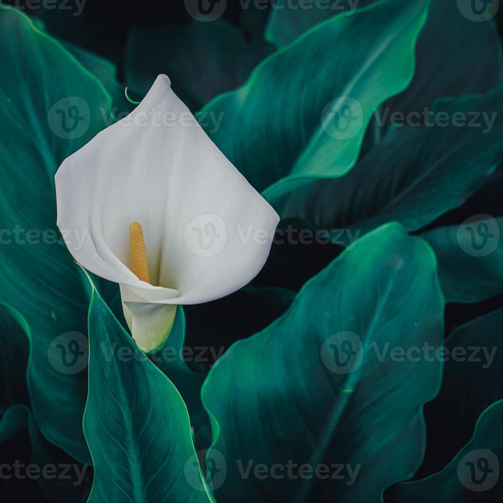 belle fleur de lys calla dans le jardin photo