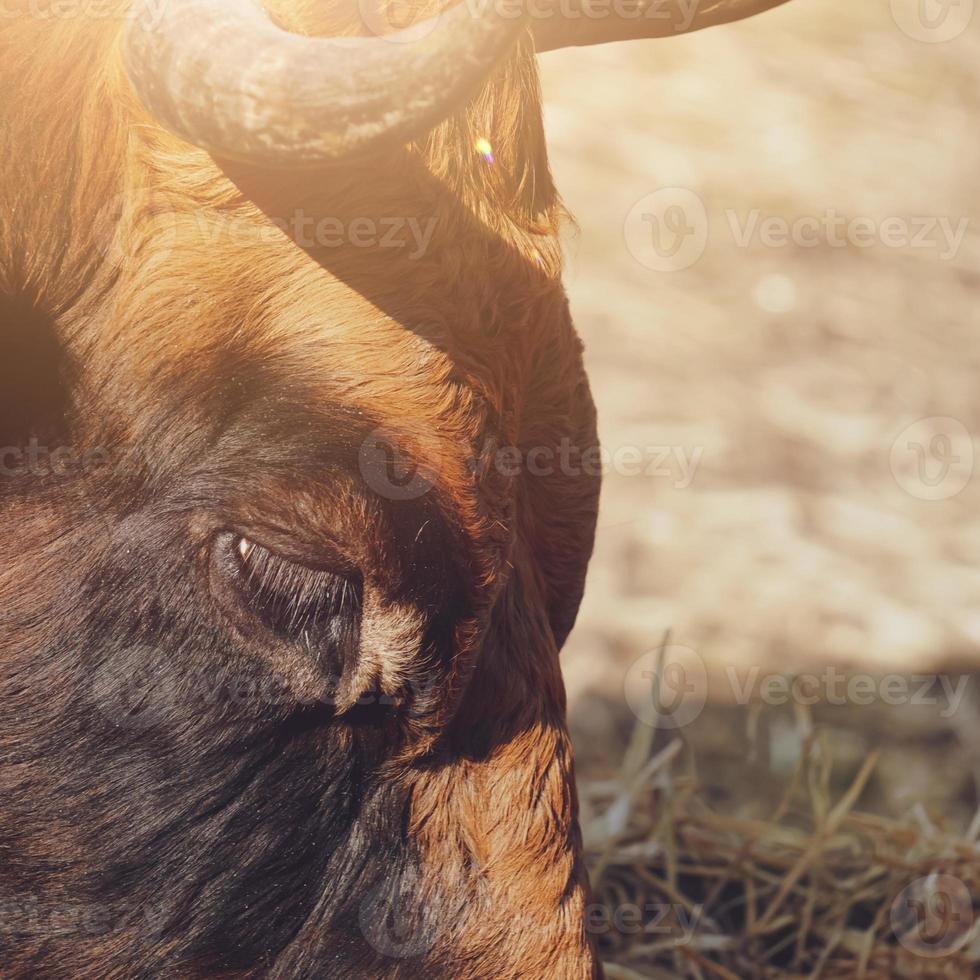 Portrait de vache brune dans le pré photo