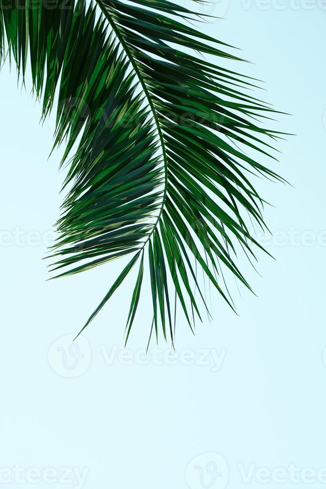 feuilles d'arbre vert Paml photo