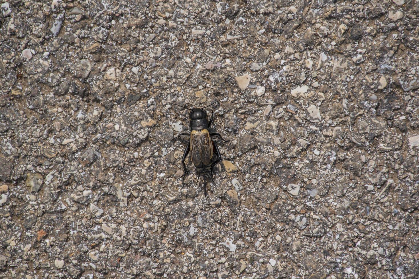 insecte sur asphalte photo