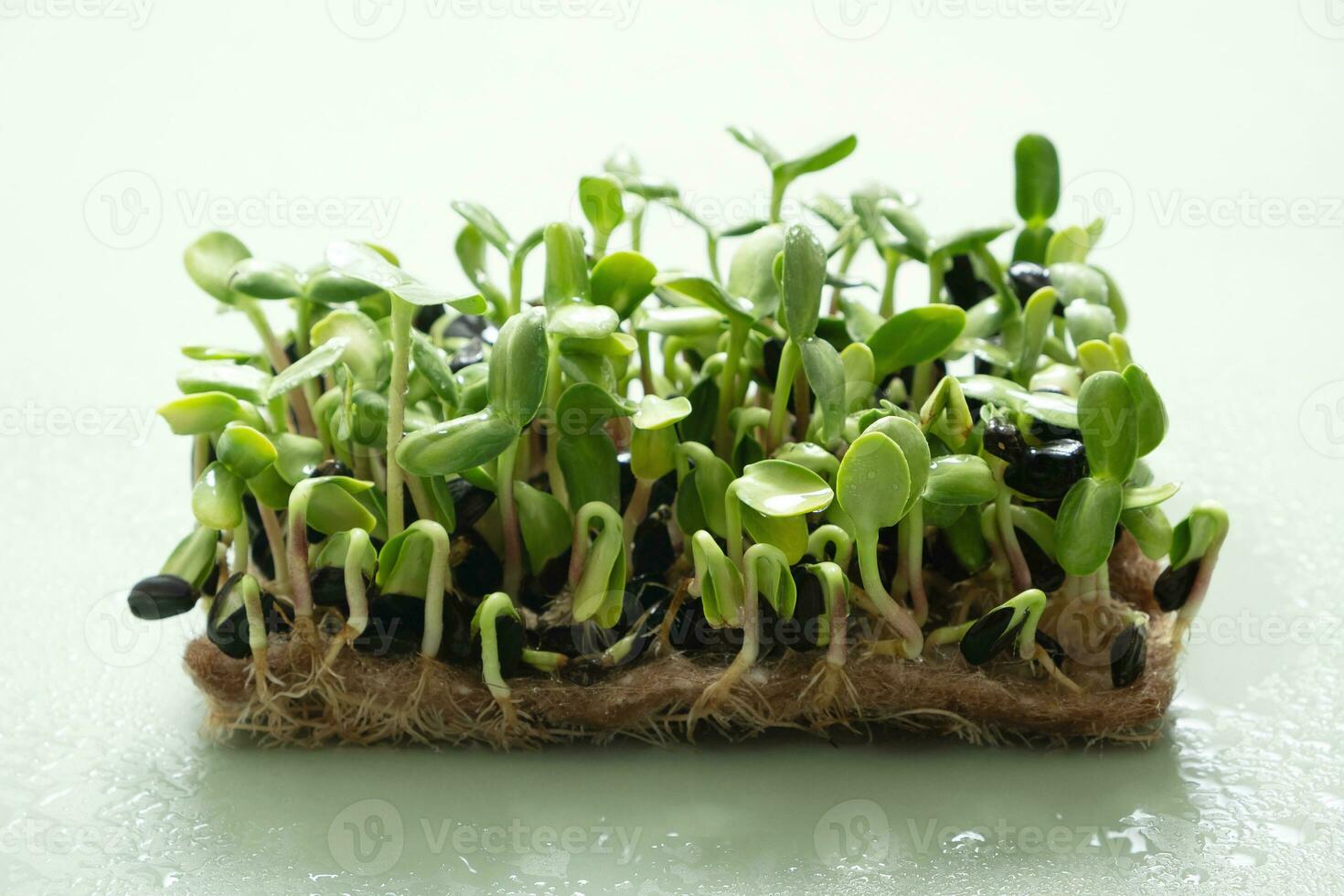 germé microgreens de tournesol. superaliment est grandi à maison. macro photo fermer