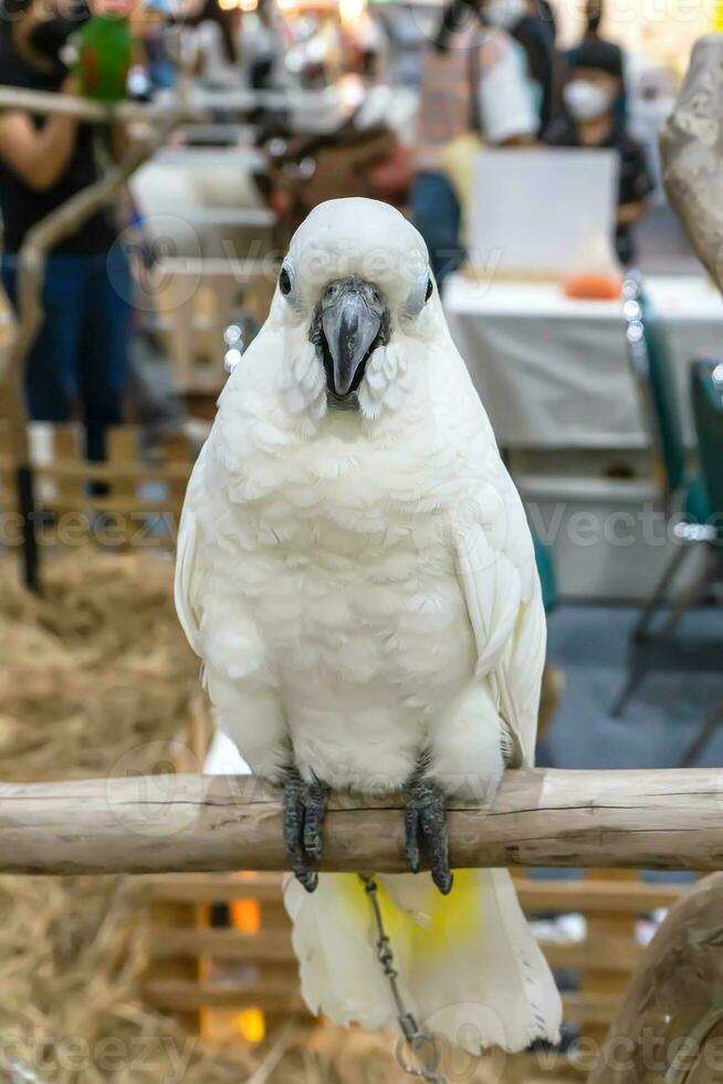 perroquets sont posant à prendre le photo. oiseau est une populaire animal de compagnie dans Thaïlande. photo