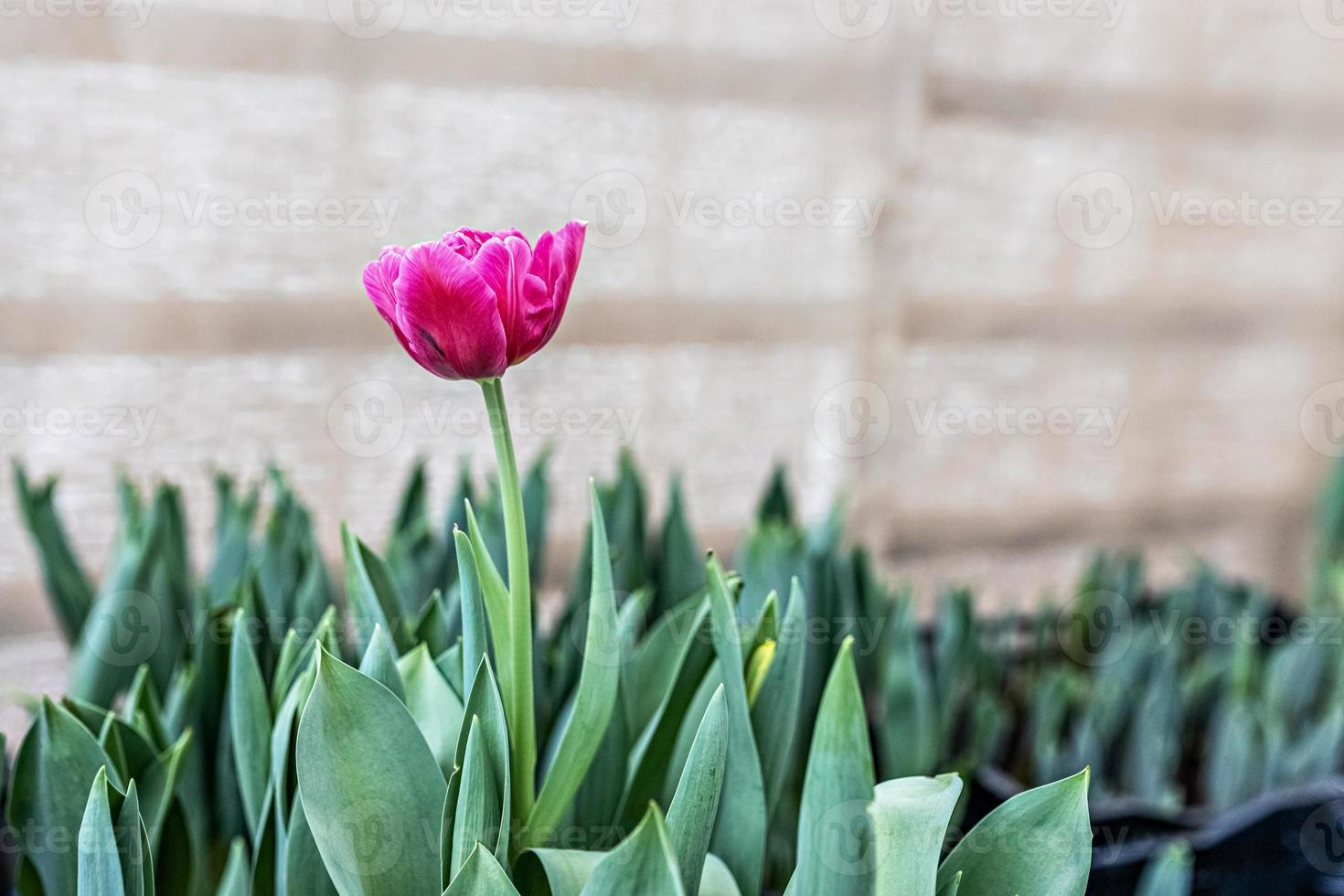 tulipe rose sur un parterre de fleurs dans le jardin. printemps. épanouissement. photo