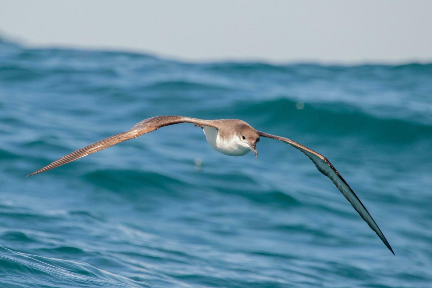 de buller puffin dans australasie photo