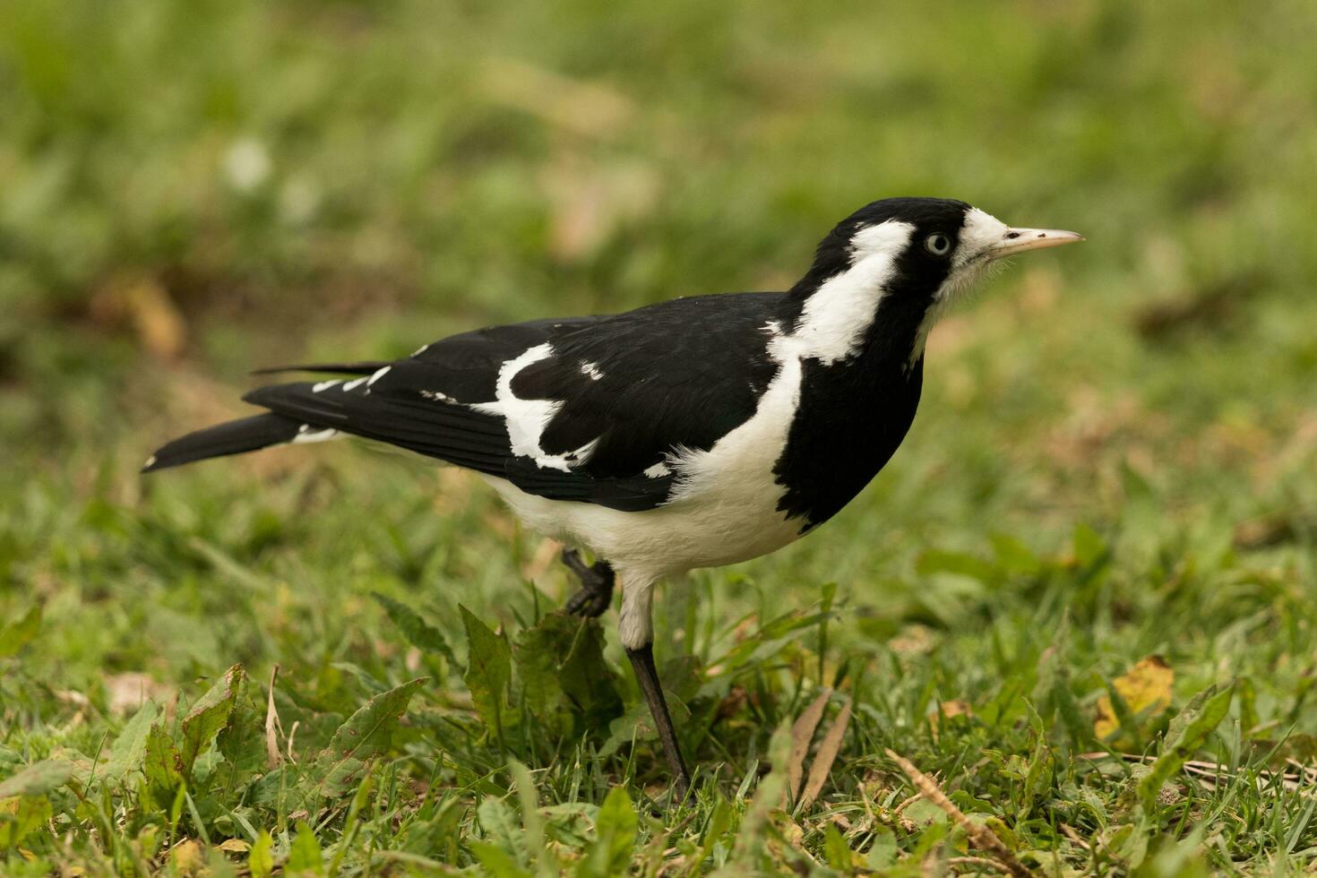 pie alouette dans Australie photo