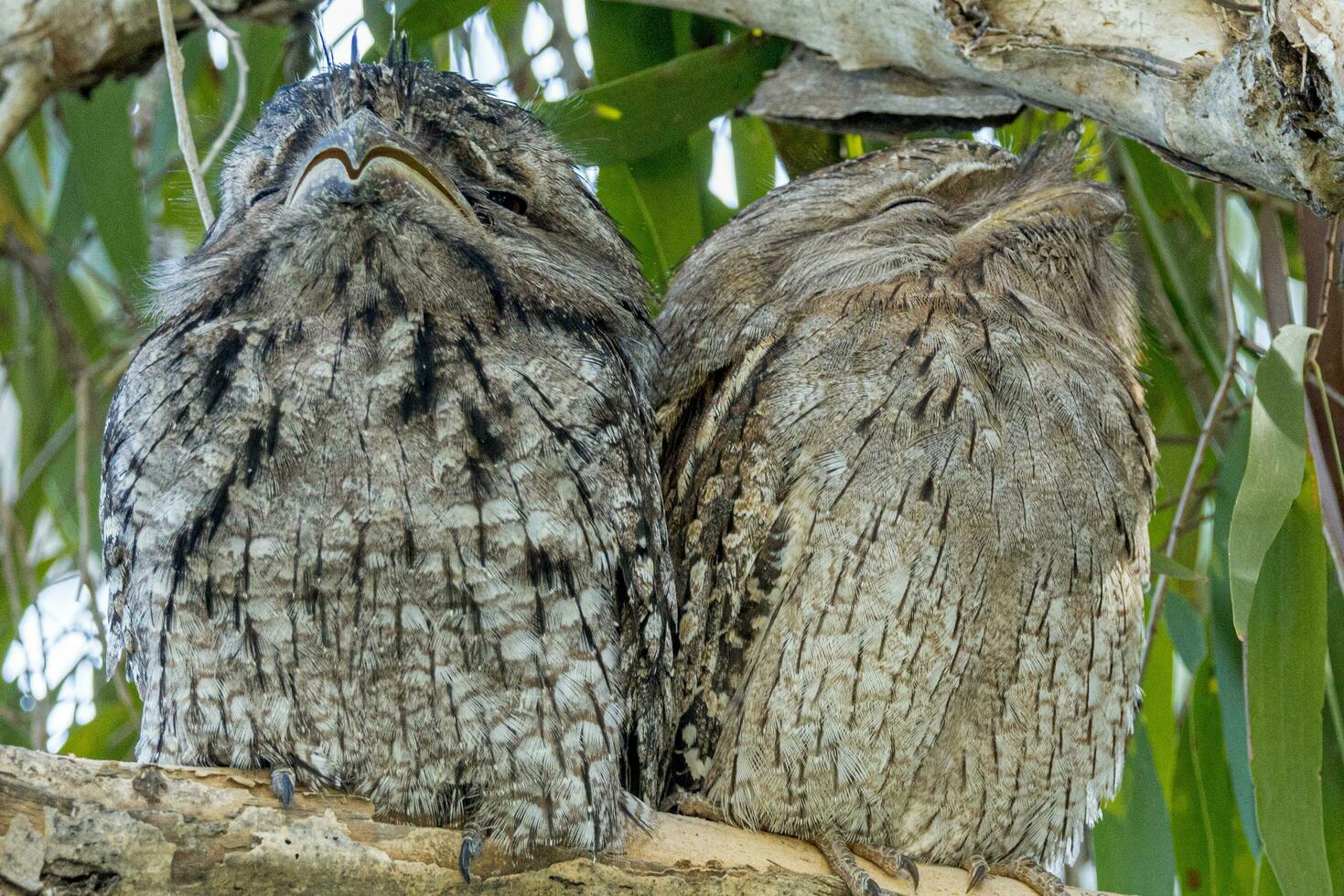 fauve grenouille dans Australie photo