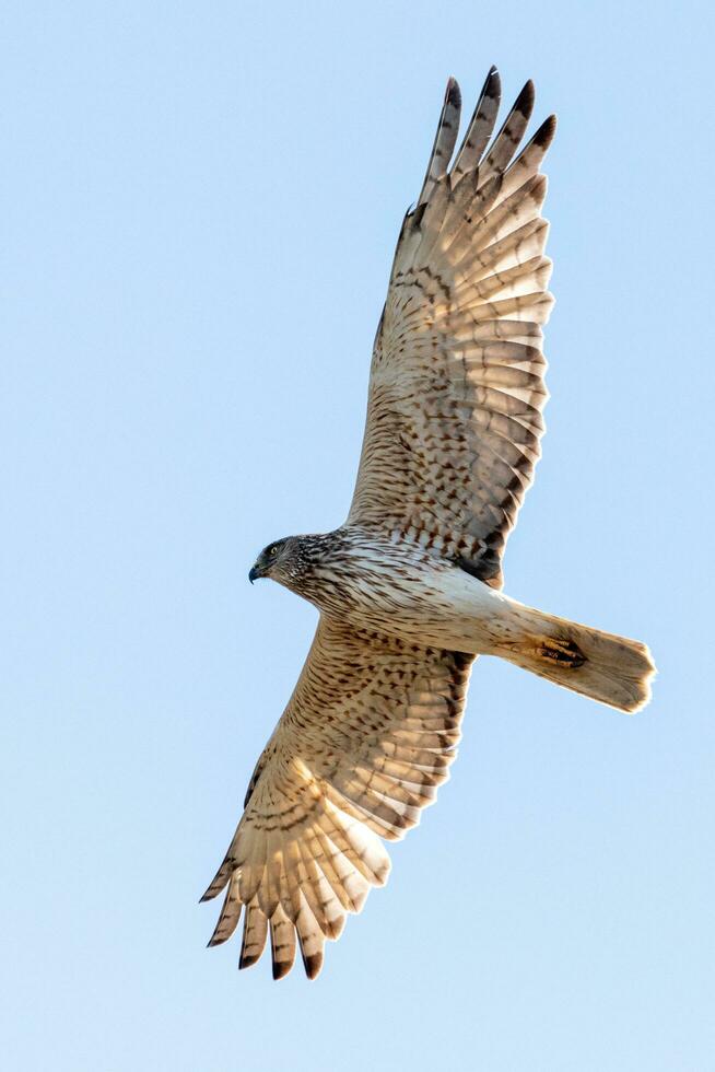 australien harrier dans Nouveau zélande photo