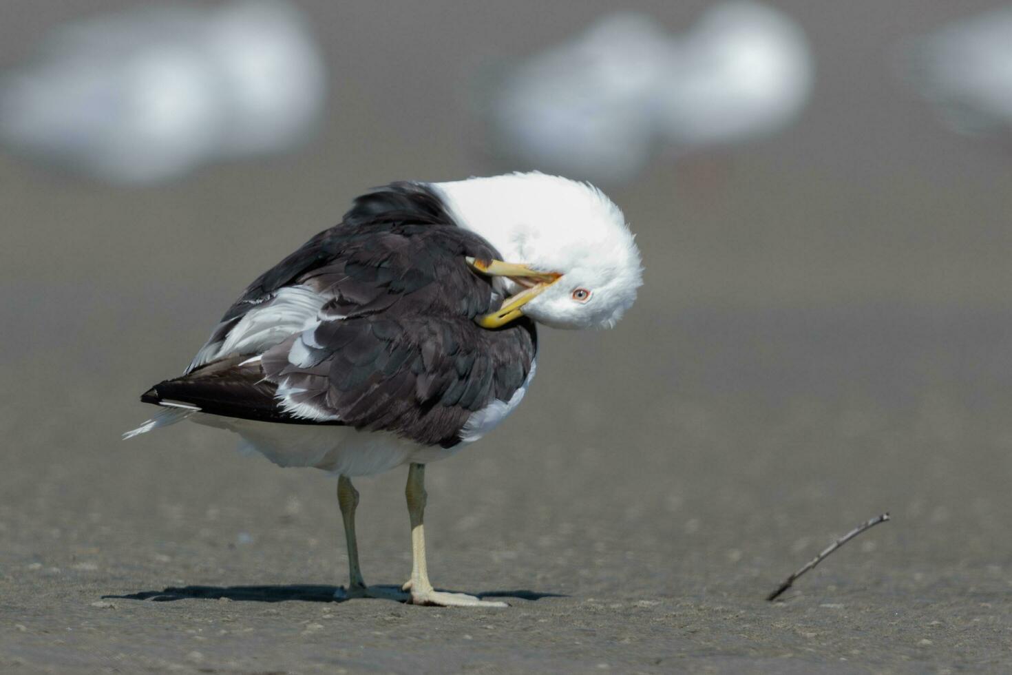 du sud noir soutenu mouette photo