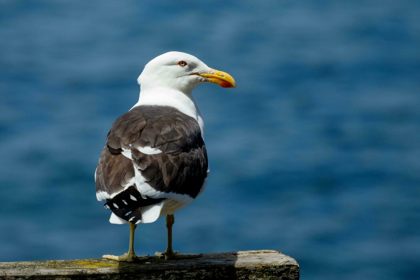 du sud noir soutenu mouette photo