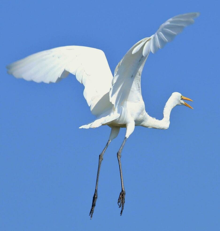 grande aigrette orientale photo