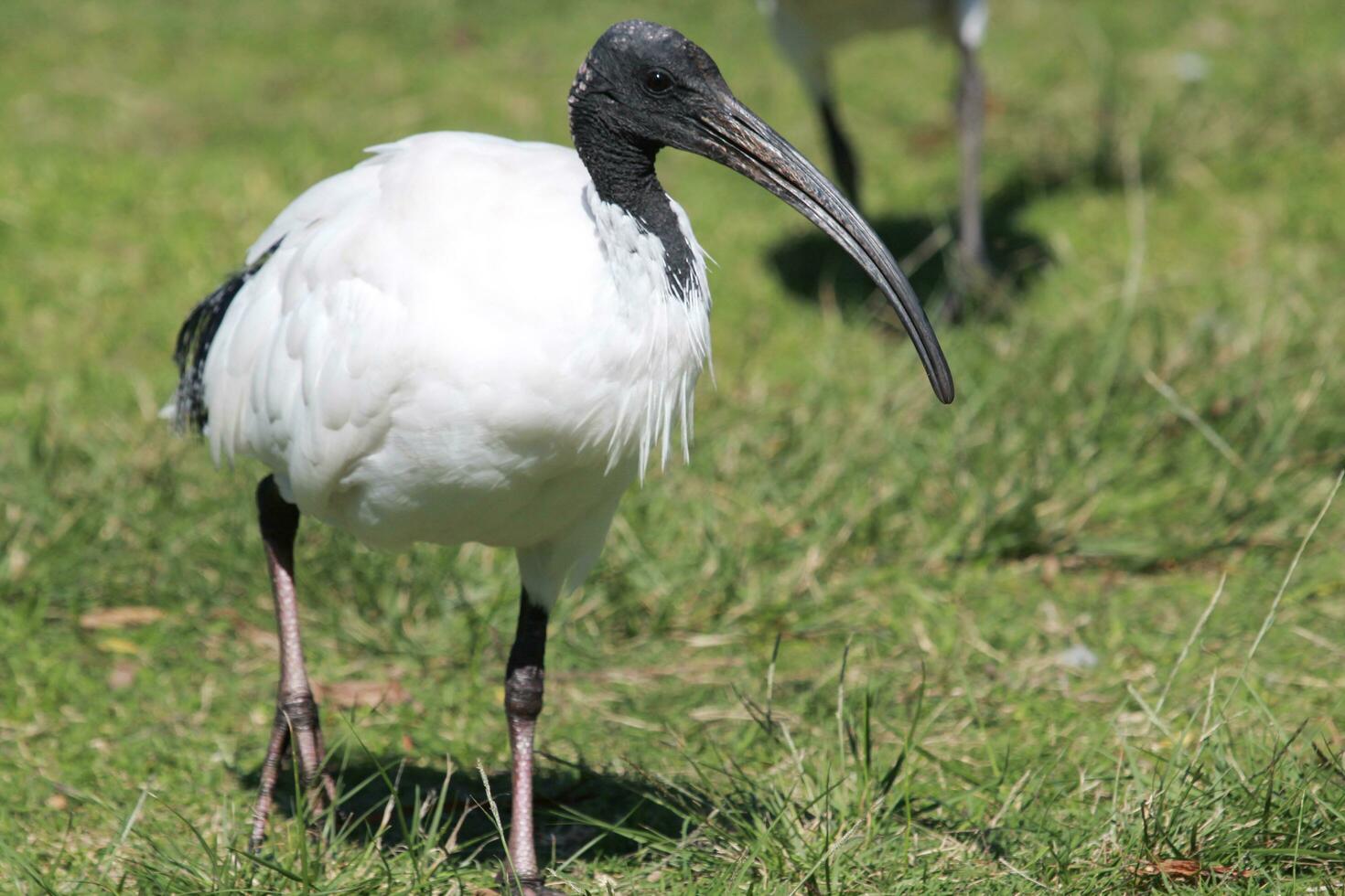 ibis blanc australien photo